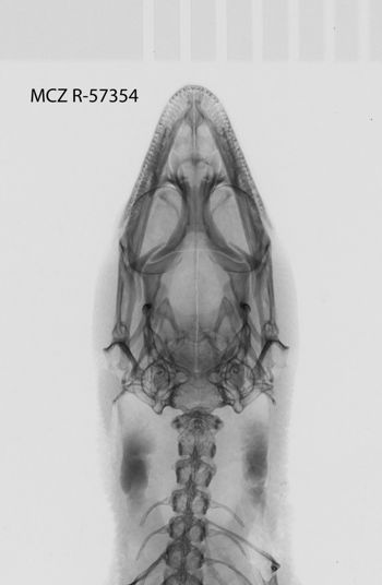 Media type: image;   Herpetology R-57354